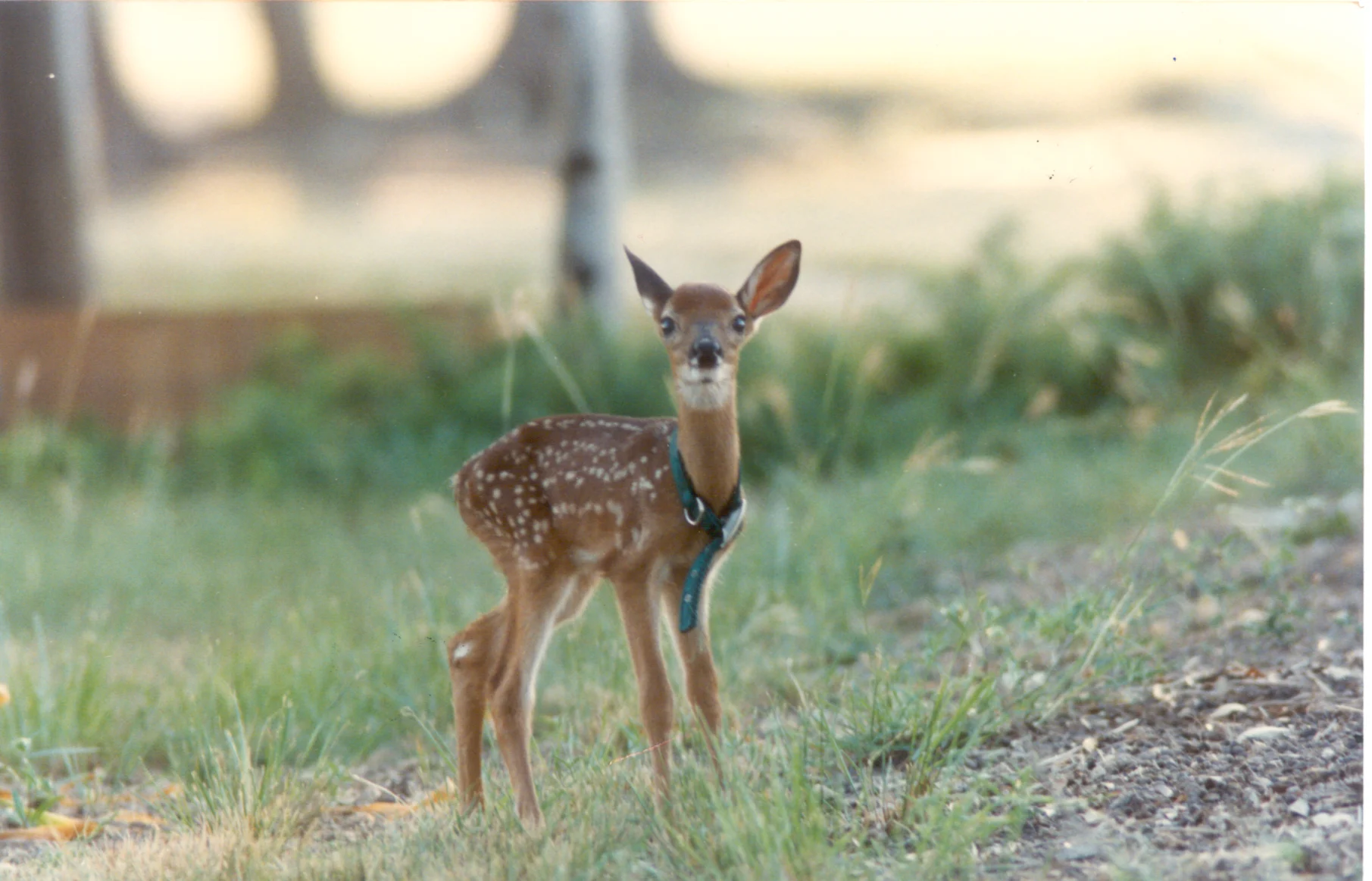 Doe at Paniolo Ranch